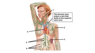 1
2
3
4
5
6
The thoracic duct
enters a vein that
leads to the superior
vena cava
 