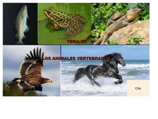 TEMA 10TEMA 10
LOS ANIMALES VERTEBRADOSLOS ANIMALES VERTEBRADOS
 