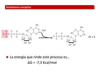 Comprehensive Overview of Metabolism and Energy Transformation in ...