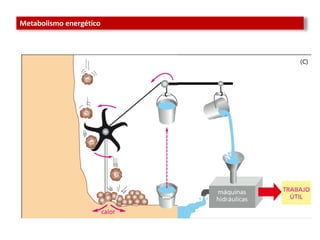 Comprehensive Overview of Metabolism and Energy Transformation in ...