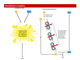 Comprehensive Overview of Metabolism and Energy Transformation in ...