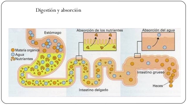 Mala absorcion alimentos