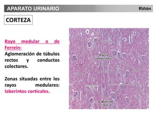 Temas 31 y 32. Aparato urinario BIOLOGÍA.pdf