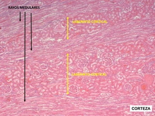 Temas 31 y 32. Aparato urinario BIOLOGÍA.pdf