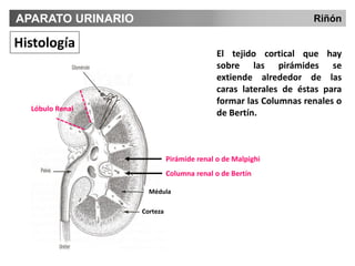 Temas 31 y 32. Aparato urinario BIOLOGÍA.pdf