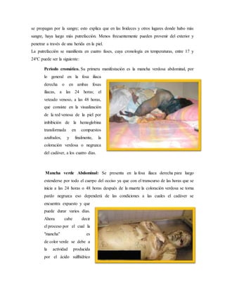 se propagan por la sangre; esto explica que en las livideces y otros lugares donde hubo más 
sangre, haya luego más putrefacción. Menos frecuentemente pueden provenir del exterior y 
penetrar a través de una herida en la piel. 
La putrefacción se manifiesta en cuatro fases, cuya cronología en temperaturas, entre 17 y 
24ºC puede ser la siguiente: 
Periodo cromático. Su primera manifestación es la mancha verdosa abdominal, por 
lo general en la fosa iliaca 
derecha o en ambas fosas 
iliacas, a las 24 horas; el 
veteado venoso, a las 48 horas, 
que consiste en la visualización 
de la red venosa de la piel por 
imbibición de la hemoglobina 
transformada en compuestos 
azufrados, y finalmente, la 
coloración verdosa o negruzca 
del cadáver, a los cuatro días. 
Mancha verde Abdominal: Se presenta en la fosa iliaca derecha para luego 
extenderse por todo el cuerpo del occiso ya que con el transcurso de las horas que se 
inicia a las 24 horas o 48 horas después de la muerte la coloración verdosa se torna 
pardo negruzca eso dependerá de las condiciones a las cuales el cadáver se 
encuentra expuesto y que 
puede durar varios días. 
Ahora cabe decir 
el proceso por el cual la 
"mancha" es 
de color verde se debe a 
la actividad producida 
por el ácido sulfhídrico 
 
