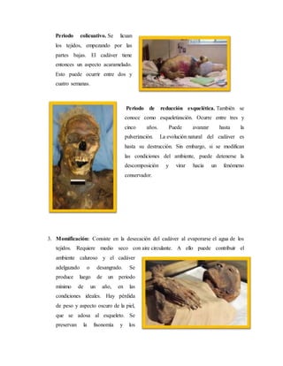 Periodo colicuativo. Se licuan 
los tejidos, empezando por las 
partes bajas. El cadáver tiene 
entonces un aspecto acaramelado. 
Esto puede ocurrir entre dos y 
cuatro semanas. 
Periodo de reducción esquelética. También se 
conoce como esqueletización. Ocurre entre tres y 
cinco años. Puede avanzar hasta la 
pulverización. La evolución natural del cadáver es 
hasta su destrucción. Sin embargo, si se modifican 
las condiciones del ambiente, puede detenerse la 
descomposición y virar hacia un fenómeno 
conservador. 
3. Momificación: Consiste en la desecación del cadáver al evaporarse el agua de los 
tejidos. Requiere medio seco con aire circulante. A ello puede contribuir el 
ambiente caluroso y el cadáver 
adelgazado o desangrado. Se 
produce luego de un periodo 
mínimo de un año, en las 
condiciones ideales. Hay pérdida 
de peso y aspecto oscuro de la piel, 
que se adosa al esqueleto. Se 
preservan la fisonomía y los 
 