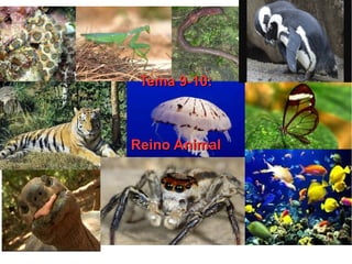 Tema 9-10:Tema 9-10:
Reino AnimalReino Animal
 