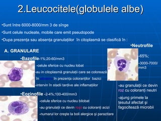 2.Leucocitele(globulele albe) Neutrofile Sunt  î ntre 6000-8000/mm 3 de s î nge Sunt celule nucleate, mobile care emit pseudopode Dupa prezen ţ a sau absen ţ a granula ţ iilor  î n citoplasm ă  se clasific ă   î n : GRANULARE  • Bazofile -1%;20-60/mm3 -celule sferice cu nucleu lobat  -au in citoplasm ă  granula ţ ii care se coloreaz ă   î n  albastru   î n prezen ţ a coloran ţ ilor  bazici   -intervin  î n stadii tardive ale inflama ţ iilor  • Eozinofile  - 2-4%;100-400/mm3   -celule sferice cu nucleu bilobat   -au granula ţ ii ce devin  ro ş ii  cu coloran ţ i acizi   -numarul lor cre ş te  la  boli alergice  ş i parazitare -65%; - 3000-7000/mm3 -au granula ţ ii ce devin  roz  cu coloran ţ i neutri -ajung primele la  ţ esutul afectat  ş i fagociteaz ă  microbii 