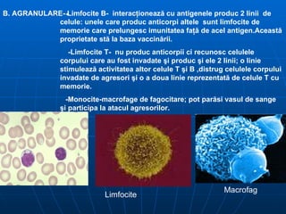 B. AGRANULARE- Limfocite B-  interac ţ ioneaz ă  cu antigenele produc 2 linii  de  celule:   unele care produc anticorpi altele  sunt limfocite de  memorie care prelungesc imunitatea fa ţă  de acel antigen.Aceast ă   proprietate st ă  la baza vaccin ă rii .   -Limfocite T-  nu produc anticorpii ci recunosc celulele  corpului care au fost invadate  ş i produc  ş i ele 2 linii;   o linie  stimuleaz ă  activitatea altor celule T  ş i B ,distrug celulele corpului  invadate de agresori  ş i o a doua linie reprezentat ă  de celule T cu  memorie.   -Monocite-macrofage de fagocitare; pot par ă si vasul de sange  ş i participa la atacul agresorilor. Macrofag Limfocite 