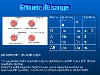 Grupele de sange Omul prezint ă  4 grupe de s î nge : Pe supraf ţ a hematiilor se pot afla antigene(a glutinogene ) notate cu A  ş i B  Î n plasm ă  se pot gasi anticorpi (aglutinine)nota ţ i cu  α  sau β .Aglutininele nu trebuie s ă  ajung ă   î n contact cu aglutinogenele de acela ş i fel deoarece se produce aglutinarea  ş i liza hematiilor. nu da da AB α Da nu B β nu da A α  si β nu nu  O Aglutinine B Aglutinogene A Grupa 