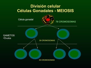 División celular Células Gonadales - MEIOSIS Célula gonadal GAMETOS Óvulos 78 CROMOSOMAS 39 CROMOSOMAS 39 CROMOSOMAS 