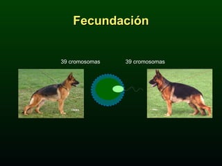 Fecundación 39 cromosomas 39 cromosomas 