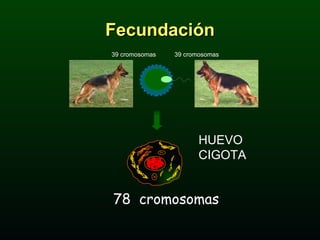 Fecundación 78  cromosomas HUEVO CIGOTA 39 cromosomas 39 cromosomas 