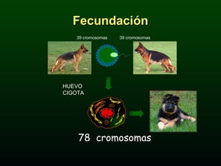 Fecundación HUEVO CIGOTA 78  cromosomas 39 cromosomas 39 cromosomas 
