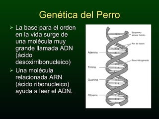 Genética del Perro La base para el orden en la vida surge de una molécula muy grande llamada ADN (ácido desoxirribonucleico)  Una molécula relacionada ARN (ácido ribonucleico) ayuda a leer el ADN. 
