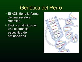 El ADN tiene la forma de una escalera retorcida.  Está  constituido por una secuencia específica de aminoácidos. Genética del Perro 