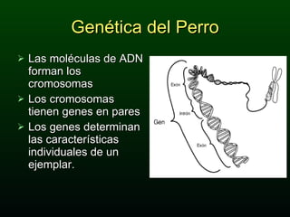 Las moléculas de ADN forman los cromosomas Los cromosomas tienen genes en pares Los genes determinan las características individuales de un ejemplar.  Genética del Perro 