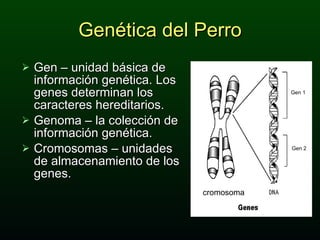 Gen – unidad básica de información genética. Los genes determinan los caracteres hereditarios. Genoma – la colección de información genética. Cromosomas – unidades de almacenamiento de los genes. Genética del Perro cromosoma Gen 1 Gen 2 