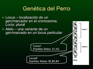 Locus – localización de un gen/marcador en el cromosoma. Locis: plural Alelo – una variante de un gen/marcado en un locus particular. Genética del Perro Locus1 Posibles Alelos: A1,A2 Locus2 Posibles Alelos: B1,B2,B3 