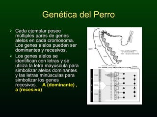 Genética del Perro Cada ejemplar posee múltiples pares de genes alelos en cada cromosoma.  Los genes alelos pueden ser dominantes y recesivos. Los genes alelos se identifican con letras y se utiliza la letra mayúscula para simbolizar alelos dominantes y las letras minúsculas para simbolizar los genes recesivos.  A (dominante) , a (recesivo) 