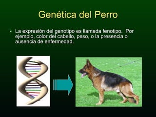Genética del Perro La expresión del genotipo es llamada fenotipo.  Por ejemplo, color del cabello, peso, o la presencia o ausencia de enfermedad.  
