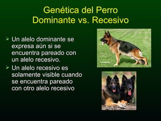 Genética del Perro Dominante vs. Recesivo Un alelo dominante se expresa aún si se encuentra pareado con un alelo recesivo. Un alelo recesivo es solamente visible cuando se encuentra pareado con otro alelo recesivo 