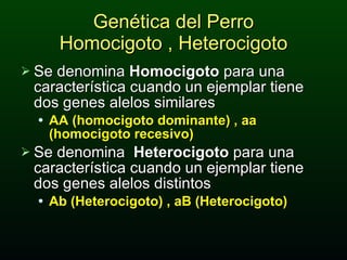 Genética del Perro Homocigoto , Heterocigoto Se denomina  Homocigoto  para una característica cuando un ejemplar tiene   dos genes alelos similares AA (homocigoto dominante) , aa (homocigoto recesivo) Se denomina  Heterocigoto  para una característica cuando un ejemplar tiene dos genes alelos distintos  Ab (Heterocigoto) , aB (Heterocigoto) 