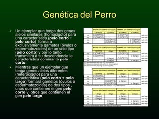 Genética del Perro Un ejemplar que tenga dos genes alelos similares (homocigoto) para una característica ( pelo corto  +  pelo corto )  formará exclusivamente gametos (óvulos o espermatozoides) de un solo tipo ( pelo corto ) y por lo tanto transmitirá a su descendencia la característica dominante  pelo corto . Mientras que un ejemplar que tenga genes alelos diferentes (heterocigoto) para una característica ( pelo corto + pelo largo ) formará gametos (óvulos o espermatozoides) de dos tipos , unos que contienen el gen  pelo corto  y  otros que contienen el gen  pelo largo .  