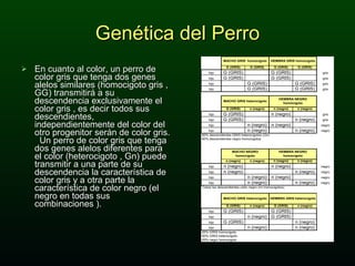 Genética del Perro En cuanto al color, un perro de color gris que tenga dos genes alelos similares (homocigoto gris , GG) transmitirá a su descendencia exclusivamente el color gris , es decir todos sus descendientes,  independientemente del color del otro progenitor serán de color gris.  Un perro de color gris que tenga dos genes alelos diferentes para el color (heterocigoto , Gn) puede transmitir a una parte de su descendencia la característica de color gris y a otra parte la característica de color negro (el negro en todas sus combinaciones ).  