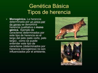 Genética Básica Tipos de herencia Monogénica.  La herencia determinada por  un único par de genes  se denomina herencia cualitativa o  mono génica.  Ejemplo de caracteres determinados por este tipo de herencia es el largo del pelo (pelo corto, pelo largo) , como se puede entender este tipo de caracteres (determinados por herencia monogénica) no son influenciados por el ambiente. 