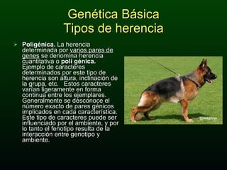 Genética Básica Tipos de herencia Poligénica.  La herencia determinada por  varios pares de genes  se denomina herencia cuantitativa o  poli génica.  Ejemplo de caracteres determinados por este tipo de herencia son altura, inclinación de la grupa, etc.  Estos caracteres varían ligeramente en forma continua entre los ejemplares.  Generalmente se desconoce el número exacto de pares génicos implicados en cada característica.  Este tipo de caracteres puede ser influenciado por el ambiente, y por lo tanto el fenotipo resulta de la interacción entre genotipo y ambiente.  
