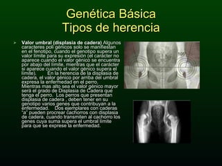 Genética Básica Tipos de herencia Valor umbral (displasia de cadera)  Algunos caracteres poli génicos solo se manifiestan en el fenotipo, cuando el genotipo supera un valor límite para su expresión (el carácter no aparece cuando el valor génico se encuentra por abajo del límite, mientras que el carácter si aparece cuando el valor génico supera el límite).  En la herencia de la displasia de cadera, el valor génico por arriba del umbral expresa la enfermedad en el perro.  Mientras mas alto sea el valor génico mayor será el grado de Displasia de Cadera que tenga el perro.  Los perros que presentan displasia de cadera , deben tener en su genotipo varios genes que contribuyan a la enfermedad.  Dos ejemplares con caderas “a” pueden procrear cachorros con displasia de cadera, cuando transmiten al cachorro los genes cuya suma supera el umbral límite para que se exprese la enfermedad.  