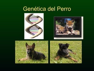 Genética del Perro 