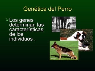 Los genes determinan las características de los individuos .  Genética del Perro 