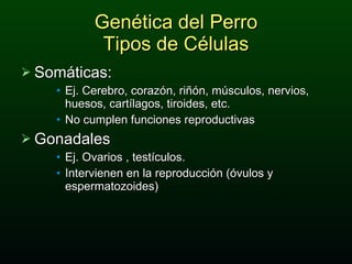 Genética del Perro Tipos de Células Somáticas: Ej. Cerebro, corazón, riñón, músculos, nervios, huesos, cartílagos, tiroides, etc. No cumplen funciones reproductivas Gonadales Ej. Ovarios , testículos. Intervienen en la reproducción (óvulos y espermatozoides) 