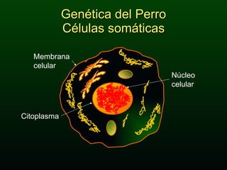 Genética del Perro Células somáticas Membrana celular Núcleo celular Citoplasma 