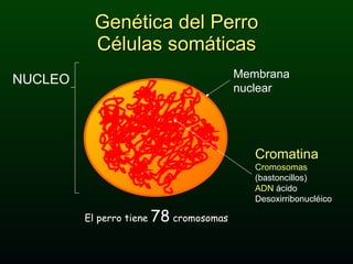 Genética del Perro Células somáticas Membrana nuclear Cromatina Cromosomas  (bastoncillos) ADN  ácido Desoxirribonucléico  El perro tiene  78  cromosomas NUCLEO 