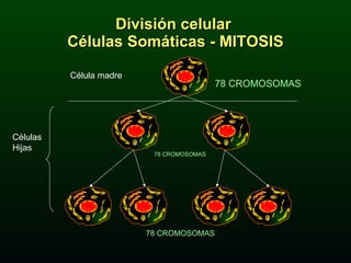 División celular  Células Somáticas - MITOSIS Célula madre Células Hijas 78 CROMOSOMAS 78 CROMOSOMAS 78 CROMOSOMAS 
