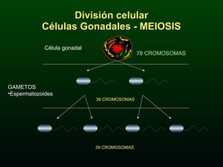 División celular Células Gonadales - MEIOSIS Célula gonadal GAMETOS Espermatozoides 78 CROMOSOMAS 39 CROMOSOMAS 39 CROMOSOMAS 