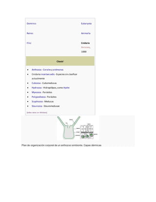 Dominio: Eukaryota
Reino: Animalia
Filo: Cnidaria
HATSCHEK,
1888
Classis1
 Anthozoa - Corales y anémonas
 Cnidariaincertaesedis - Especiessin clasificar
actualmente
 Cubozoa - Cubomedusas
 Hydrozoa - Hidropólipos,como Hydra
 Myxozoa - Parásitos
 Polypodiozoa - Parásitos
 Scyphozoa - Medusas
 Staurozoa - Stauromedusae
[editar datos en Wikidata]
Plan de organización corporal de un anthozoo simbionte. Capas dérmicas
 