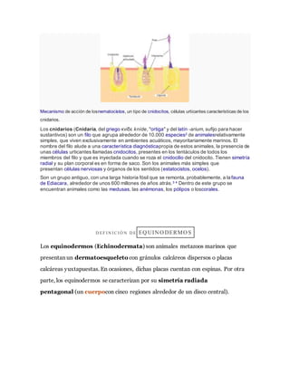 Mecanismo de acción de losnematocistos, un tipo de cnidocitos, células urticantes características de los
cnidarios.
Los cnidarios (Cnidaria, del griego κνίδε kníde, "ortiga" y del latín -arium, sufijo para hacer
sustantivos) son un filo que agrupa alrededor de 10.000 especies2 de animalesrelativamente
simples, que viven exclusivamente en ambientes acuáticos, mayoritariamente marinos. El
nombre del filo alude a una característica diagnósticapropia de estos animales, la presencia de
unas células urticantes llamadas cnidocitos, presentes en los tentáculos de todos los
miembros del filo y que es inyectada cuando se roza el cnidocilio del cnidocito. Tienen simetría
radial y su plan corporal es en forma de saco. Son los animales más simples que
presentan células nerviosas y órganos de los sentidos (estatocistos, ocelos).
Son un grupo antiguo, con una larga historia fósil que se remonta, probablemente, a lafauna
de Ediacara, alrededor de unos 600 millones de años atrás.3 4 Dentro de este grupo se
encuentran animales como las medusas, las anémonas, los pólipos o loscorales.
D EF I N I C I Ó N D E EQ UIN O DERMO S
Los equinodermos (Echinodermata) son animales metazoos marinos que
presentan un dermatoesqueleto con gránulos calcáreos dispersos o placas
calcáreas yuxtapuestas. En ocasiones, dichas placas cuentan con espinas. Por otra
parte, los equinodermos se caracterizan por su simetría radiada
pentagonal (un cuerpocon cinco regiones alrededor de un disco central).
 