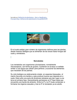 DEFINICIÓN SIGUIENTE →
Lee todo en: Definición de platelmintos - Qué es, Significado y
Concepto http://definicion.de/platelmintos/#ixzz4AZEsTeWT
En el suelo existen gran número de organismos dañinos para las plantas,
desde insectos fitófagos que se alimentan de las raíces hasta hongos del
suelo y nematodos.
Nematodos
Los nematodos son organismos pluricelulares, normalmente
microscópicos, con forma de gusano. Contienen en la boca un estilete
similar a una aguja que utilizan para perforar y succionar los elementos
que necesitan de las plantas.
Su ciclo biológico es relativamente simple, en especies bisexuales, el
macho fecunda a la hembra y esta produce huevos que deposita en e
suelo. Este sufre una serie de divisiones celulares que dan lugar a una
larva en primera fase. Generalmente permanece en 2ª fase hasta que
encuentra una fuente de alimento. Entre la 3ª y la 4ª muda comienzan a
formarse los órganos sexuales y tras la 4ª el nematodo ya es adulto.
 