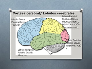 Corteza cerebral/ Lóbulos cerebrales
                             Lóbulo Parietal
Lóbulo Frontal               Palabras Claves:
Palabra Clave:               PROCESAMIENTO
TODERO                       DE INFORMACIÓN
                             Memoria a corto
                             plazo



                                Lóbulo Occipital
                                Palabra Clave:
                                INTERPRETACIÓ
                                N
      Lóbulo Temporal
      Palabra CLAVE:
      Memoria
 