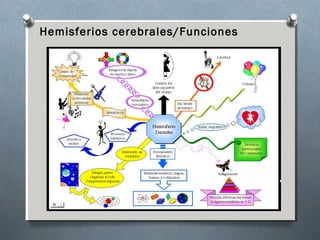 Hemisferios cerebrales/Funciones
 
