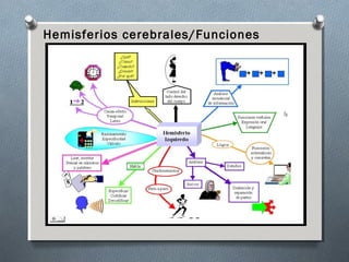 Hemisferios cerebrales/Funciones
 