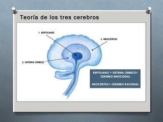 Teoría de los tres cerebros
 