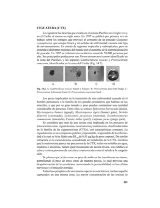 201
CIGUATERA (CTX)
La ciguatera fue descrita que existía en el océano Pacífico en el siglo XVII y
en el Caribe al menos un siglo antes. En 1787 se publicó por primera vez un
trabajo sobre los estragos que provocó el consumo de un pescado (Lutjanus
cyanopterus), que aunque fresco y sin señales de enfermedad, causara este tipo
de envenenamiento. Es común de regiones tropicales y subtropicales, pero se
extiende a diferentes regiones del mundo por el aumento de la comercialización
de pescado. En 1995 se informó una incidencia anual de 50 000 personas por
año. Sus principales productores son Prorocentrum mexicanum identificado en
la zona del Pacífico, y las especies Gambierdiscus toxicus y Prorocentrum
concavun, identificados en la zona del Caribe (Fig. 14.2).
Los peces implicados en la trasmisión de esta enfermedad causada en el
hombre pertenecen a la familia de los grandes predadores que habitan en los
arrecifes, y que por su gran tamaño y peso pueden contaminar una cantidad
considerable de personas. Entre ellas se conoce Sphyraena barracuda (picúa),
Mycteroperca banaci (aguají), Mycteroperca tigris (bonací gato), Seriola
dimerili (coronado), Lydocontis javanicus (morena), Scomberomorus
commersoni (macarela), Caranx tallax (jurel), Lutjanus jocus (pargo jocú).
Se considera que más de una toxina está implicada en los procesos de
intoxicación como: ciguatotoxina, escariotoxina y maitotoxina, clasificadas todas
en la familia de las ciguatotoxinas (CTXs), con características comunes. La
ciguatotoxina es un compuesto poliéter y liposoluble, responsable de la enferme-
dad a la cual se le ha fijado una DL50
de 0,45 µg/kg de peso corporal. De similar
estructura es la escariotoxina, considerada un metabolito de la CTX, mientras
que la maitotoxina parece ser precursora de la CTX; todas son solubles en agua,
inodoras e incoloras, tienen igual mecanismo de acción tóxica, son estables al
calor y a otros procesos de cocción y conservación como el salado y la congela-
ción.
Se plantea que actúa como un poro de sodio en las membranas nerviosas,
permitiendo el paso de estos iones de manera pasiva, lo cual provoca una
despolarización de la membrana, aumentando la permeabilidad en las células
nerviosas y el músculo estriado.
Todos los ejemplares de una misma especie no son tóxicos, incluso aquello
capturados en una misma zona. La mayor concentración de las toxinas se
Fig. 14.2. A: Gambierdiscus toxicus Adachi y Fukuyo. B: Prorocentrum lima (Eh) Dodge. C:
Prorocentrum belizeanum Faust. D: Prorocentrum concavum Faust.
 