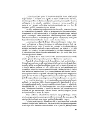 63
La localización de los quistes no es la misma para cada animal. En bovino el
mayor número se encuentra en el hígado, en menor cantidad en los músculos,
intestinos y cerebro; en el cerdo en el cerebro, corazón y menos en las vísceras;
en la cabra en los músculos esqueléticos y menos en vísceras y cerebro. La
carne de res y cordero suelen estar menos contaminadas que otros tipos de
carne pero también pueden encontrarse quistes.
Los niños nacidos con toxoplasmosis congénita pueden presentar síntomas
graves y rápidamente mortales, o bien no presentar ningún síntoma en absoluto.
Los síntomas incluyen inflamación de los ojos (que deriva en ceguera), ictericia
grave, facilidad para formar hematomas, convulsiones y retraso mental impor-
tante. Poco después del nacimiento pueden aparecer síntomas muy leves, pero
frecuentemente suelen hacerlo meses o varios años más tarde.
La toxoplasmosis adquirida después del nacimiento rara vez produce sínto-
mas y por lo general se diagnostica cuando un análisis de sangre revela la pre-
sencia de anticuerpos contra el parásito; sin embargo, en ocasiones aparecen
síntomas, estos varían según el tipo de toxoplasmosis que presente el afectado
(linfática leve, crónica o aguda diseminada). En los enfermos afectados de SIDA,
la toxoplasmosis se puede diagnosticar hasta en el 40 % y la tercera parte pade-
ce de toxoplasmosis cerebral.
Isospora belli. Es un protozoario coccidio taxonómicamente relacionado
con los géneros Cryptosporidium parvum y Cyclospora cayetanensis.
Después de la ingestión del oocisto desciende en el tracto gastrointestinal y
libera el esporozoito que invade las células epiteliales del intestino delgado. Den-
tro de las células se produce la multiplicación asexual y el desarrollo sexual, que
origina los oocistos maduros, los cuales se liberarán con las deposiciones y pue-
den ser infectantes en el momento de su eliminación o desarrollar infectividad en
unos pocos días, permaneciendo así en el medio ambiente por semanas o meses.
Los ooquistes esporulados pueden ser ingeridos por hospederos inespecíficos
(ratón, bovino, etc.). En los hospederos finales vuelve a tener lugar el ciclo com-
pleto de los coccidios con esquizogonia, gametogonia y formación de ooquistes.
Los ooquistes de Isospora sp son extremadamente resistentes al medio
ambiente y se mantienen viables durante más de un año, dependiendo de la tem-
peratura y humedad, pueden permanecer viables durante 7 meses en solución de
formaldehído al 0,5 %, es difícil su diagnóstico por la corta duración de los sínto-
mas. Es importante considerar el número de ooquistes que elimina la persona
infectada, los que pueden llegar a ser muy escasos. La infección por I. belli es
más frecuente en los meses de verano.
Afecta a adultos y niños de forma transitoria, pero puede llegar a formas
crónicas en pacientes inmunocomprometidos, en los que la diarrea es grave. Ha
sido también implicado como agente causal en la diarrea del viajero.
Cyclospora cayetanensis. El ciclo de vida es semejante al de los demás
coccidios, excepto que el oocisto al ser liberado con las heces contiene un esporonte
esférico que no es infectante, inmediatamente al ser expulsado, por lo que no se
 