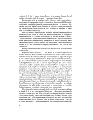 66
pueden vivir de 6 a 12 meses; las condiciones adversas para el desarrollo del
parásito están dadas por la desecación y exposición directa al sol.
La migración de las larvas a través de los pulmones puede provocar fiebre,
tos y respiración jadeante (neumonía vermiana), un síndrome de Löffler típico.
La infección intestinal grave puede causar dolor abdominal y en ocasiones obs-
trucción intestinal. La deficiente absorción de nutrientes puede estar causada
por gran concentración de parásitos a veces obstruyen el apéndice, el tracto
biliar o el conducto pancreático.
Fasciola hepatica. La enfermedad producida por Fasciola es un problema
sanitario de primer orden. Se calcula que actualmente hay unos 40 millones de
personas afectadas en el sureste asiático y más de 300 000 personas en África.
Como consecuencia, supone un problema importante para la población de estos
países, pero también para los turistas europeos que se pueden contaminar por el
consumo de vegetales o frutas crudos o mal manipulados. En Latinoamérica la
mayoría de los casos humanos descritos provienen de Chile, Cuba, Bolivia, Perú
y Argentina.
Es un parásito de animales herbívoros que puede infestar accidentalmente
a los humanos.
El parásito adulto mide de 3 a 13 mm, habita en los conductos biliares del
huésped mamífero. Para desarrollar el ciclo de vida los huevos sin madurar son
liberados a través de las heces, por lo que es necesario que se depositen en agua
de ríos o lagunas; después del desarrollo en el agua cada huevo libera un miracicio,
que invade el caracol de los géneros Lymnaea, Stagnicola y Fosssaria, el cual es
un huésped intermediario. En el caracol, el parásito pasa por varios estados
(esporocisto, redia y cercaria). Las cercarias se liberan y enquistan como
metacercaria en la vegetación acuática y otras superficies, al ser ingerida la
metacercaria pasa al parénquima hepático hasta los conductos biliares, donde se
desarrolla el parásito adulto; la maduración de la metacercaria toma entre 3 y 4
meses aproximadamente; el parásito adulto produce 25 000 huevos por día.
Las medidas de control de la trasmisión al hombre son la observación y el
cuidado de no ingerir agua posiblemente contaminada, el tratamiento de los ani-
males parasitados, el control del huésped intermediario y la inspección de carnes,
principalmente del hígado. Los alimentos fundamentales son los hígados deriva-
dos de bóvidos y ovinos infestados que no han sido bien cocinados y las verduras
a las cuales se han adherido las metacercarias, en nuestro medio la trasmisión
fundamentalmente es mediante consumo del berro contaminado.
El período de invasión comienza desde la ingestión de la metacercaria hasta
la llegada de la larva a los conductos biliares, de 1 a 4 semanas después de la
ingestión y se caracteriza por: fiebre moderada y prolongada, dolor en epigastrio
e hipocondrio derecho, inapetencia, manifestaciones alérgicas (urticaria, crisis
asmatiforme, etc.), infiltrados pulmonares fugaces, leucocitosis con eosinofilia
importante (más de 50 %), al examen físico, hepatomegalia dolorosa. El período
de estado ocurre de 2 a 3 meses después de la ingestión de la metacercaria y se
 